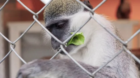 Feeding the monkey in the zoo Stock Footage 79027767