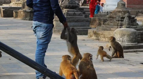 Feeding monkeys Stock Footage 58564050