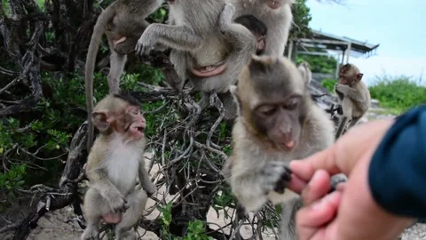 Feeding monkeys, long-tailed macaques on monkey island Thailand Stock Footage 141135727