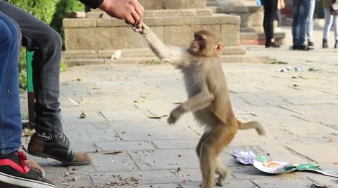 Feeding monkeys, side view Video stock 58928500