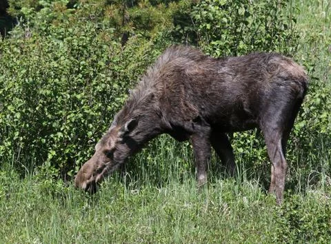 Feeding Moose Stock Photos