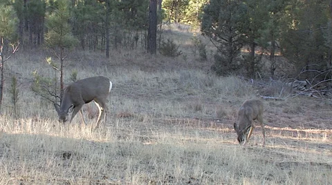 Feeding Mule Deer Doe and Fawn Stock Footage 49402858