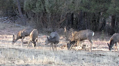 Feeding Mule Deer Does and Fawns Stock Footage 49403898