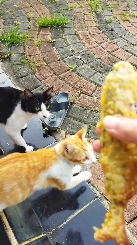 Feeding my beloved pets Video stock 244447871