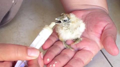 Feeding newborn chick Stock Footage 70346902
