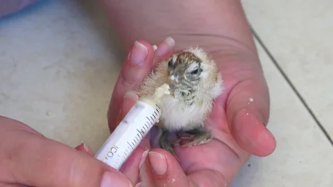 Feeding newborn chick Stock Footage 70347196