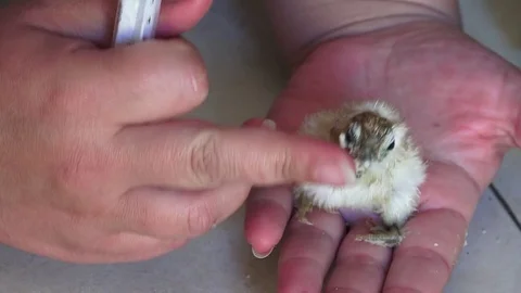 Feeding newborn chick Stock Footage 70347615