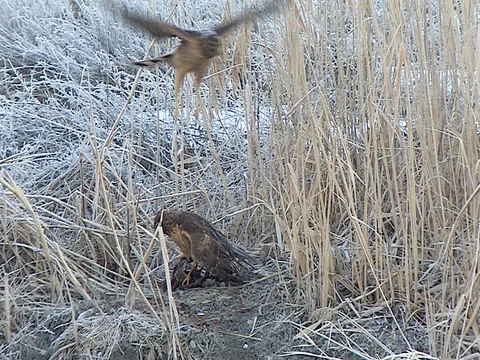 Feeding Northern Harrier is buzzed by another harrier, w audio Stock Footage 124267299