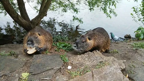 Feeding nutria in the wild. Stock Footage 90662781