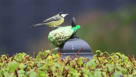 Feeding nuts for wild birds Stock Footage 214964841