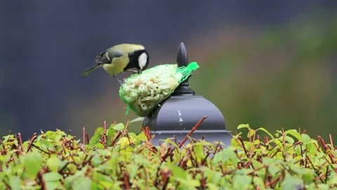 Feeding nuts for wild birds Stock Footage 215781479