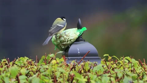 Feeding nuts for wild birds Stock Footage 218830871