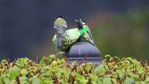 Feeding nuts for wild birds Stock Footage 221334273