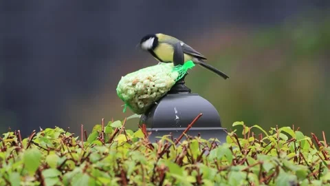 Feeding nuts for wild birds Stock Footage 290764404