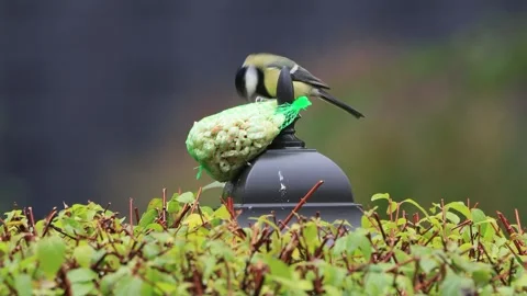 Feeding nuts for wild birds Stock Footage 290773932