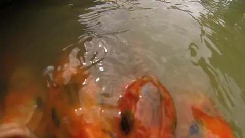 Feeding ornamental carp. Stock Footage 72126786