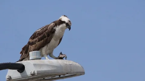 Feeding osprey hawk feeding on the freshly caught fish 스톡 동영상 106987007