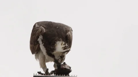 Feeding osprey hawk feeding on the freshly caught fish Stock Footage 106987184