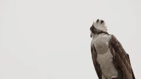Feeding osprey hawk feeding on the freshly caught fish Stock Footage 106987192