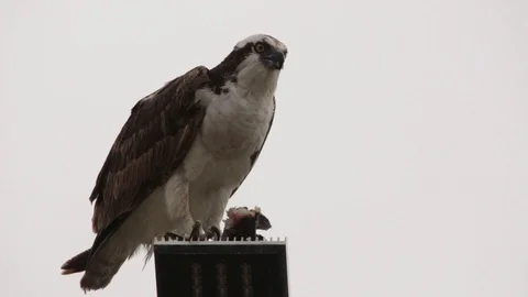 Feeding osprey hawk feeding on the freshly caught fish 스톡 동영상 106987242