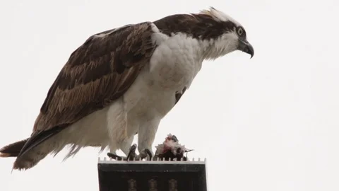 Feeding osprey hawk feeding on the freshly caught fish Stock Footage 106987248