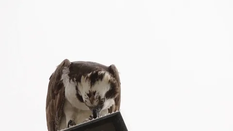 Feeding osprey hawk feeding on the freshly caught fish Stock Footage 106987257