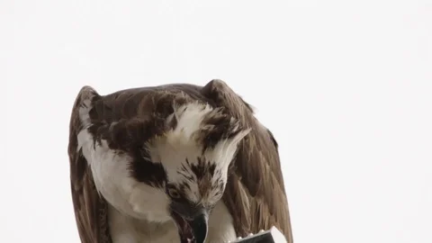 Feeding osprey hawk feeding on the freshly caught fish 스톡 동영상 106987276