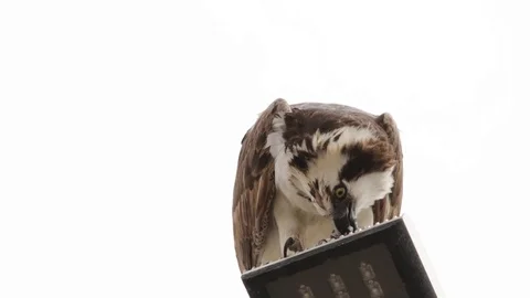 Feeding osprey hawk feeding on the freshly caught fish 스톡 동영상 106987287