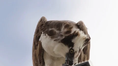 Feeding osprey hawk feeding on the freshly caught fish 스톡 동영상 106987307
