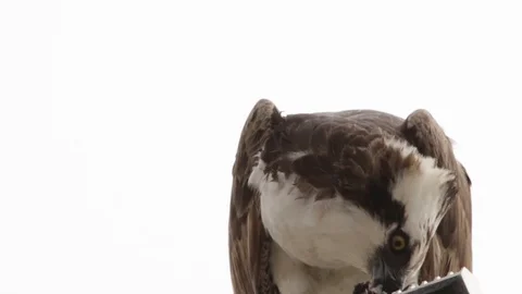 Feeding osprey hawk feeding on the freshly caught fish 스톡 동영상 106987309