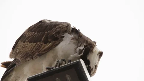 Feeding osprey hawk feeding on the freshly caught fish Stock Footage 106987348