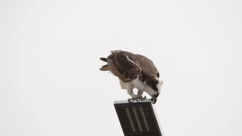 Feeding osprey hawk feeding on the freshly caught fish 스톡 동영상 106987368