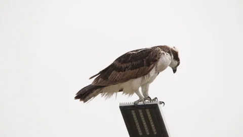 Feeding osprey hawk feeding on the freshly caught fish Stock Footage 106987405