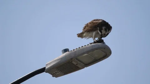 Feeding osprey hawk feeding on the freshly caught fish Stock Footage 106987409