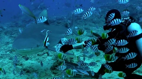 Feeding pack of sharks in school of fish from hands of diver underwater. 動画素材 106188071