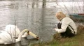 Feeding of pair swans HD Footage