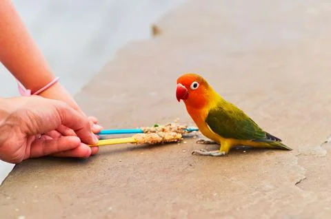 Feeding Parakeets 944 Fotos Stock