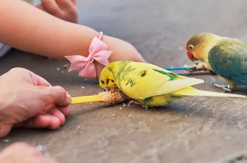 Feeding Parakeets 950 库存照片