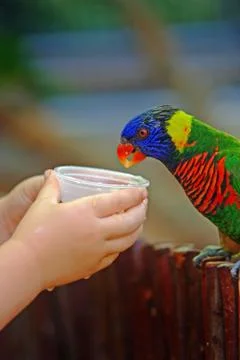 Feeding parrot Stock Photos