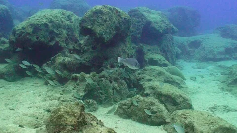 Feeding Parrotfish 動画素材 124011967