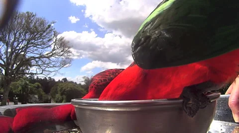 Feeding Parrots By Hand Stock Footage 58931610
