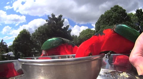 Feeding Parrots By Hand Stock Footage 58931891