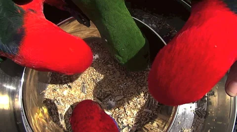 Feeding Parrots By Hand Stock Footage 58932836