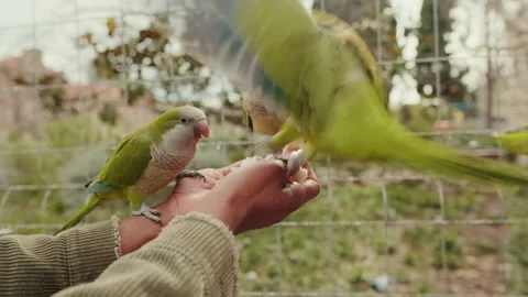 Feeding Parrots in The Park 스톡 동영상 303288850