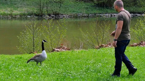 Feeding peacock nature Stock Footage 89933156