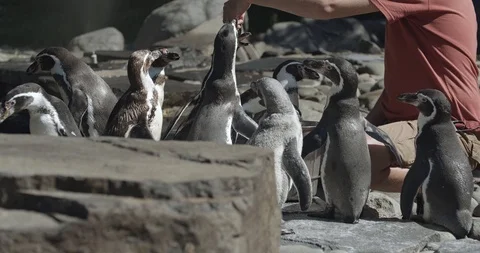 Feeding penguins 50fps 動画素材 114124928