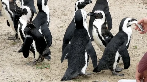 Feeding the penguins Stock Footage 102469752