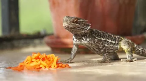 Feeding the pet Stock Footage 16299979