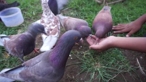 Feeding pet pigeons by hand Stock Footage 251940152