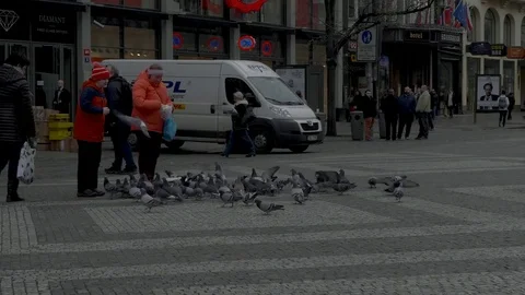 Feeding Pidgeons Stockbeeldmateriaal 84429826